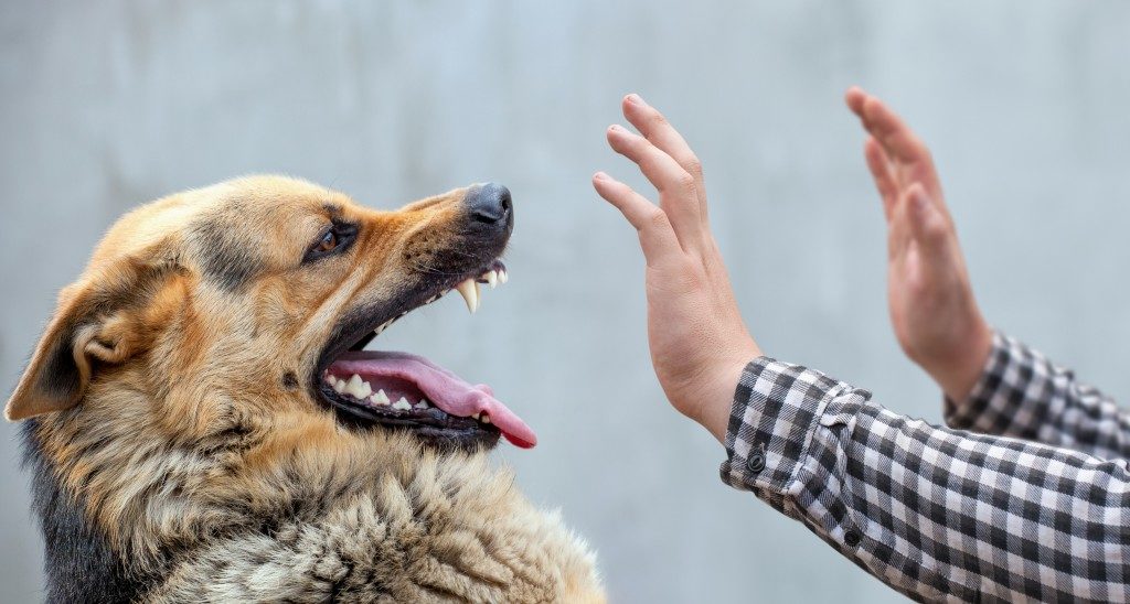 Dog about to bite a person