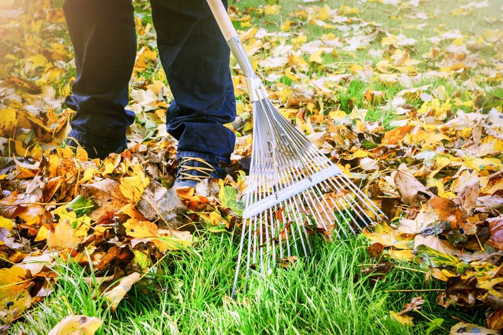 raking fall leaves