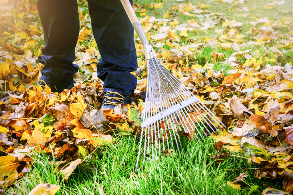 How to Make Your Yard Look Cleaner - Images1671 5cc021174e7f9