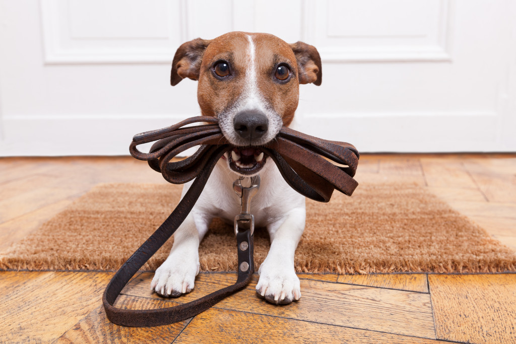 dog holding its leash