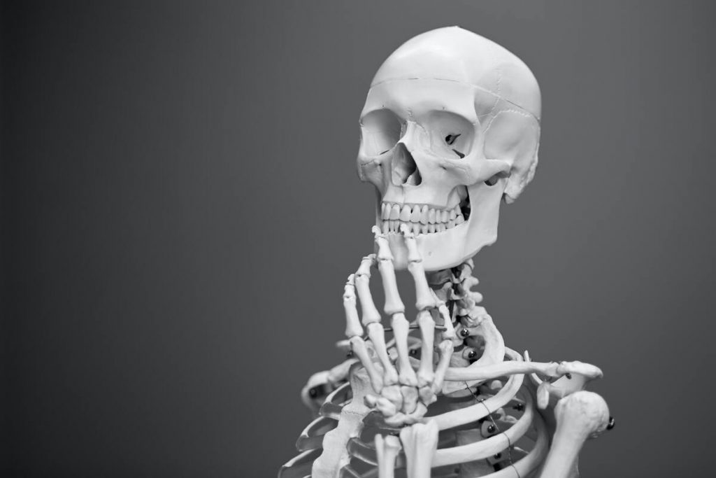 bone skeletal model
